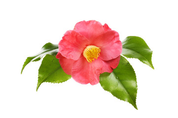 Red camellia flower