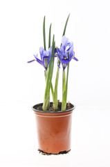 Iris plants in a pot