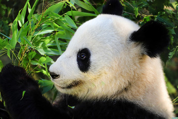 Obraz premium Face panda giant