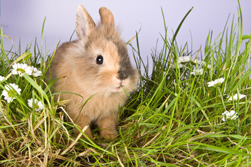 Fototapeta premium Eating grass