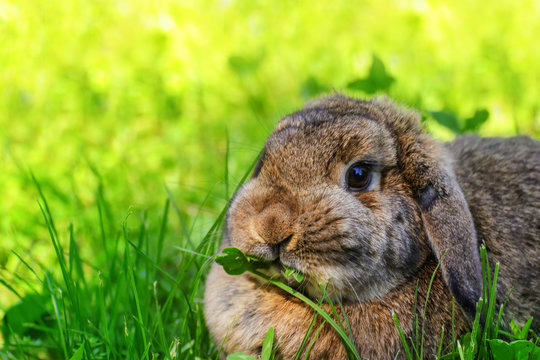 Rabbit is sitting in grass
