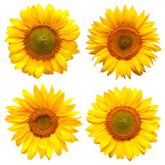 Sunflowers head collection isolated on white background. Flowers yellow, agriculture. Seeds and oil. Flat lay, top view