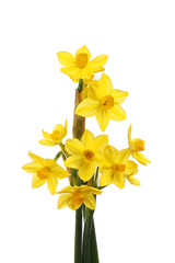 Grand Soleil d'Or narcissus