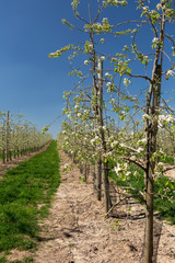 Fototapeta na wymiar Young pear trees blooming