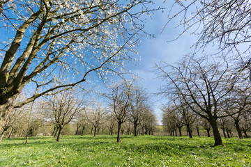 Fototapeta premium Young pear trees in springtime