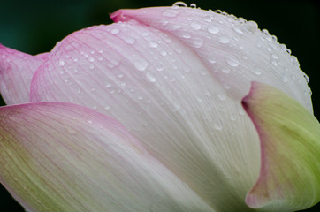 雨に濡れた蓮の花