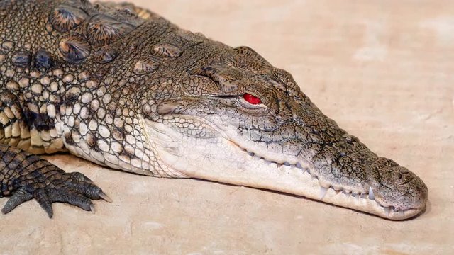 Nile crocodile opens his bloody red eyes. Largest freshwater predator in Africa. Close up