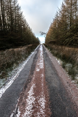 Obraz premium Falling Tree