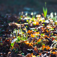 Snowdrops