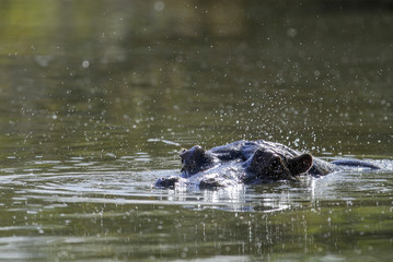 African Hippopotamus, South Africa, in forest environment