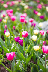 Fototapeta premium Colorful tulip flowers blooming in a garden flower bud