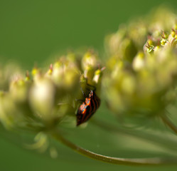 Punaise à Corveissiat, Ain, France