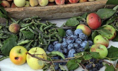 Garden harvest of homegrown produce