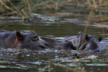 Fototapeta na wymiar African Hippopotamus, South Africa, in forest environment