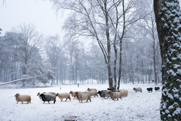 flock of horned sheep in winter forest with snow