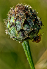 Centaurée scabieuse à Corveissiat, Ain, France