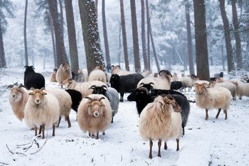 Fototapeta premium flock of horned sheep in winter forest with snow