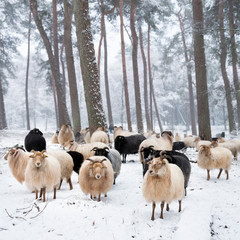 flock of horned sheep in winter forest with snow