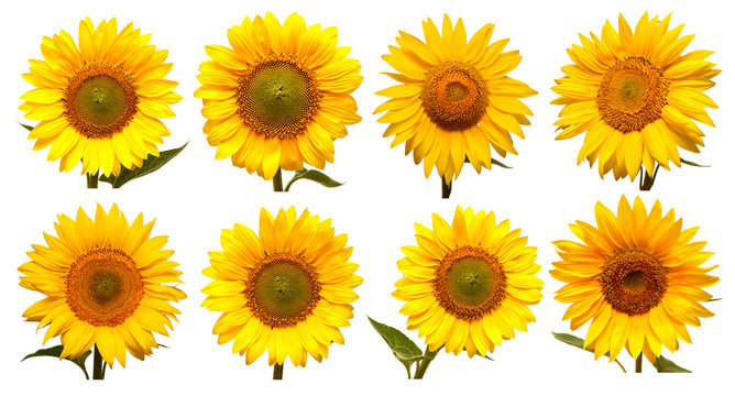 Sunflowers head collection isolated on white background. Sun symbol. Flowers yellow, agriculture. Seeds and oil. Flat lay, top view. Bio. Eco