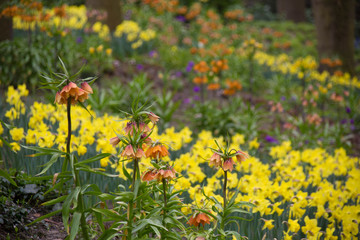 Frühlingswiese Holland Keukenhof Lisse