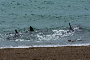 Fototapeta premium Orcas hunting sea lions, Patagonia , Argentina