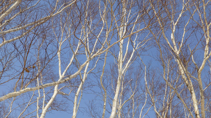 White birch in winter