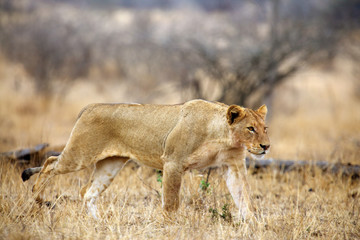 The Southern lion (Panthera leo melanochaita) also the East-Southern African lion or Eastern-Southern African lion or Panthera leo kruegeri. The adult lioness walking through the savannah.