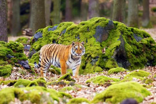 The Siberian tiger (Panthera tigris tigris),also called Amur tiger (Panthera tigris altaica) walking through the forest. Young tiger in the in a natural environment.