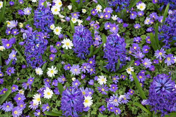 Fototapeta premium Frühlingswiese Holland Keukenhof Lisse