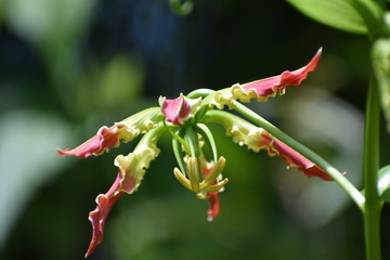 Beautiful photo of glory lily with green background.