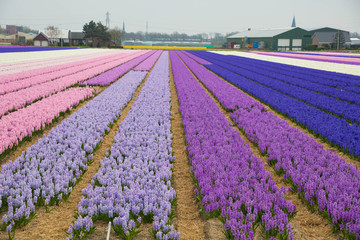 Fototapeta premium Hyazinthen und andere Frühlingsblumen Holland Lisse Keukenhof