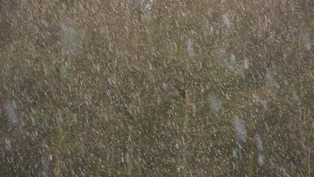 Wintery flurry in a Welsh forest, Brecon Becons, Wales