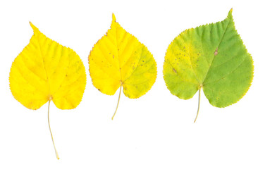 Yellow autumn leaves of a lime on white background