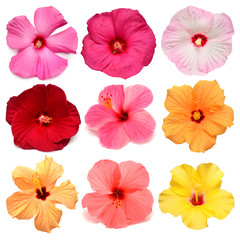Collection head multicolored hibiscus flowers isolated on white background. Tropical plant. Flat lay, top view. Creative card. Orange, red, pink, yellow