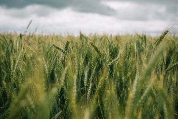 Fototapeta premium Wheat in Europe