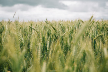 Obraz premium Wheat in Europe