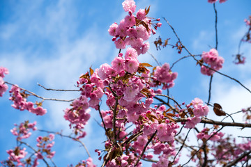 Cherry Blossoms in Garmisch, Bavaria, Germany