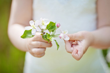 Bouquet of spring apple  flowers in young girls  hands on green background. Close up picture
