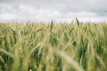 Wheat in Europe