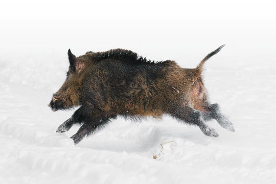 Wild boar in the snow