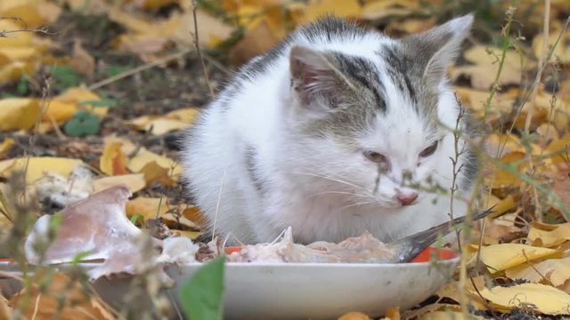 White-gray Cat eats fishtail on the background of autumn leaves