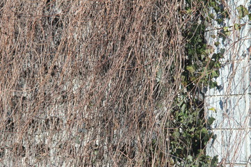 Gates of the house with winter hedge