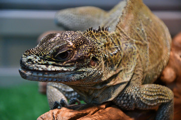 Frilled lizard In the terrarium