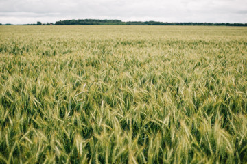 Wheat in Europe