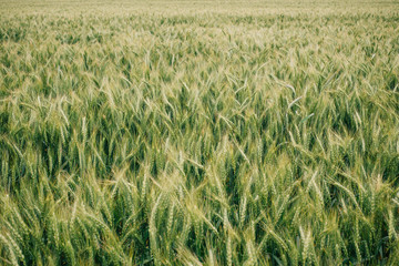 Wheat in Europe