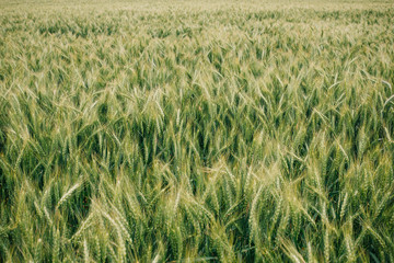 Wheat in Europe