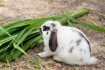 Bunny rabbit eating grass in garden.