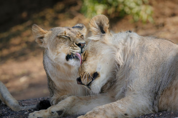 Lion (panthera leo) grooming each other. Botswana