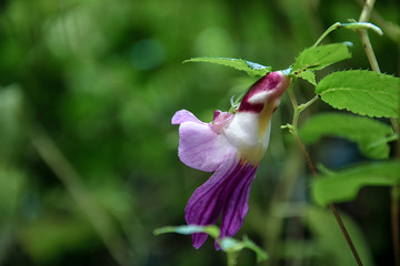 Purple flowers in nature