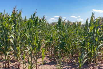 Maisfeld vor blauem Himmel